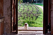 Hania, the Akrotiri peninsula. Ayía Triádha monastery, cats appear to be the only life in the monastery.